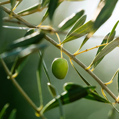 Amato Olio Extra Vergine Di Oliva Flasche 250ml