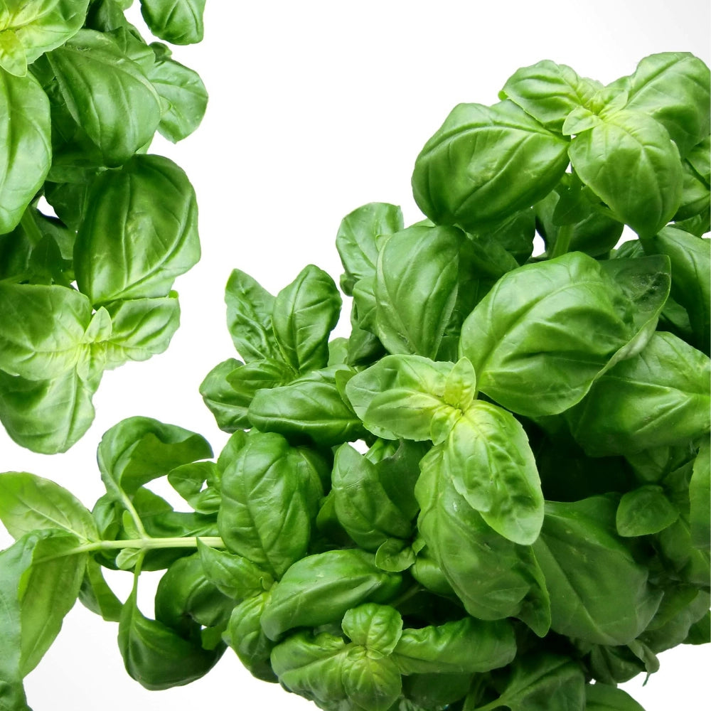 TIGULLIO Gran Pesto alla Genovese im Glas 190g